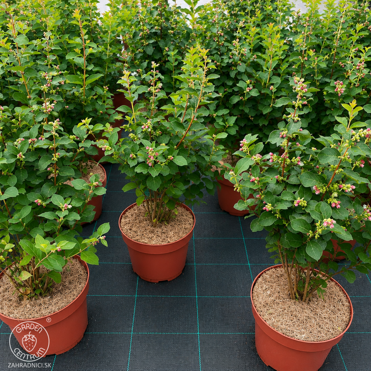 Obrázok Imelovník (Symphoricarpos) ‘Symphony Rave’ - výška 40-60 cm, kont. C3L